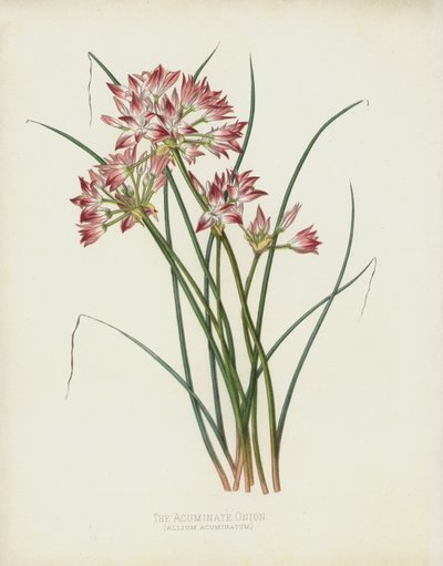 La Cebolla Acuminada, Allium Acuminatum de English School